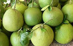 Businesses and gardeners are preparing to export green-skinned pomelos to the United States